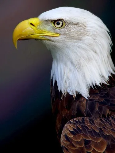 Bald eagle photo courtesy http://www.sxc.hu