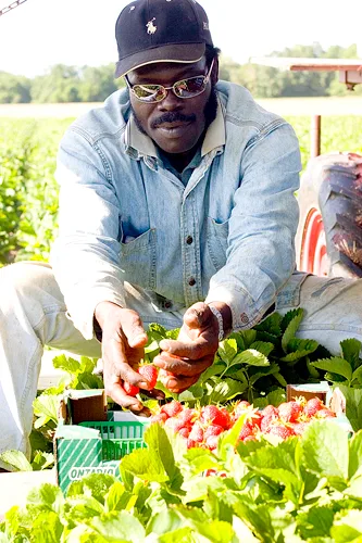 Shirley Wright has been working at the Strawberry Place for 20 years.